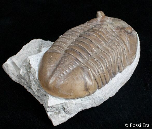 D Asaphus Expansus Trilobite - #2788
